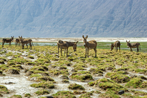 Tales of the Djibouti, beauty of wildlife By Camille Massida